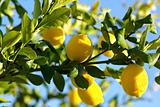 Lemons on lemon tree.