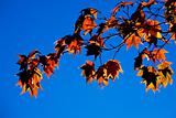 Autumn Maple Leaves