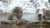 Japanese Macaque in hot spring