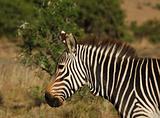 Cape Mountain Zebra (Equus zebra)