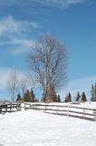 Winter landscape with a tree and fence