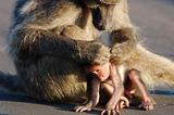 Chacma Baboon with her son