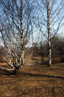 Spring landscape with birch