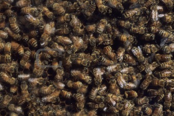 honeybees and hive