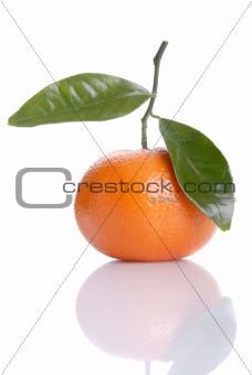 Orange isolated over white background
