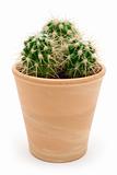 Potted Cactus
