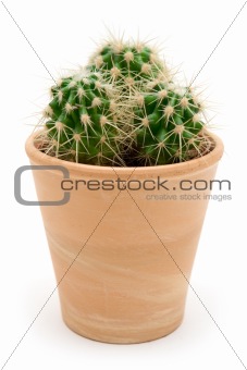 Potted Cactus
