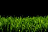 Green grass against black