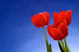 Red tulips against vivid blue sky