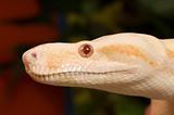 Albina Red Snake Colombia