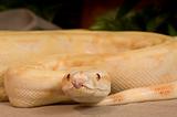Albino Red Snake