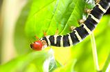 Gian Moth Caterpillar