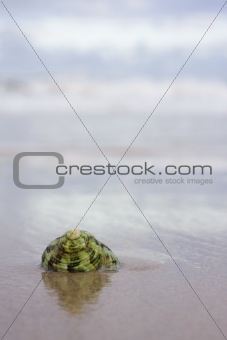 Green shell on beach