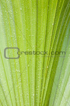 Water drops on palmtree