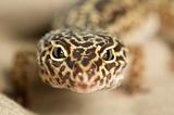 Leppard Gecko