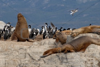 Relaxinng sealions and sea birds.