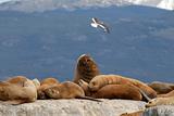 Relaxing sealions and seagull.