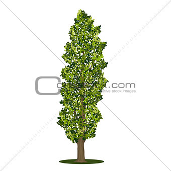 detached tree poplar with green leaves