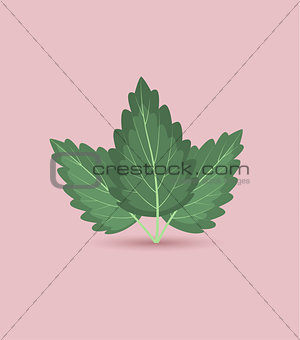 Vector Mint Leaves