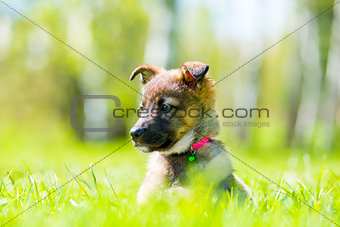 ittle puppy posing sitting in green grass on the lawn