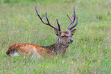 sika deer in the grass. Parc de Merlet, France
