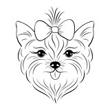 Head of yorkshire terrier