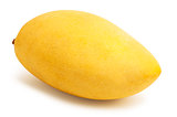 Mango fruit isolated