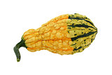 Yellow warty ornamental gourd with a green base