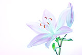 Beautiful lily flower