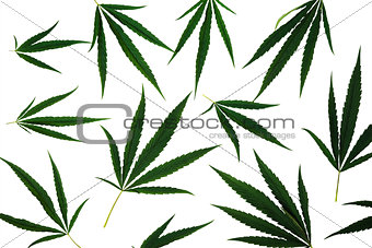 Leaves of cannabis isolated on white background