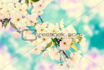 Spring blooming cherry flowers