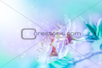 Cherry sakura flowers close-up on soft background