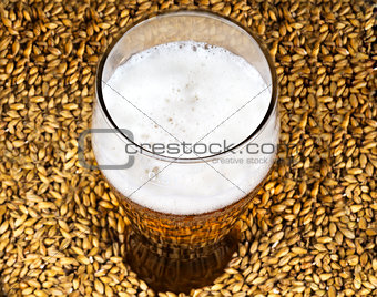 A glass of beer on the background of malt