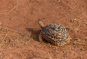 Closeup of Leopard tortoise