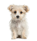 crossbreed dog puppy looking at the camera, isolated on white
