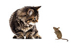 Stripped kitten mixed-breed cat looking down at a real mouse, is