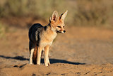 Cape fox in natural habitat