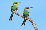 Swallow-tailed bee-eaters