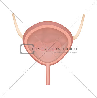 Bladder icon, flat style. Internal organs of the human design element, logo. Anatomy, medicine concept. Healthcare. Isolated on white background. Vector illustration.