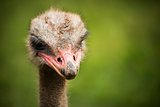 ostrich looking menacingly to the camera