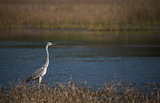 Grey heron in river
