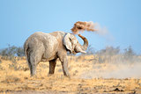 African elephant in dust