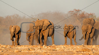 African elephants in dust