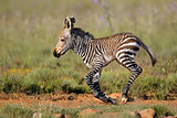 Cape mountain zebra foal