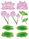Lotus Flower with Leaves