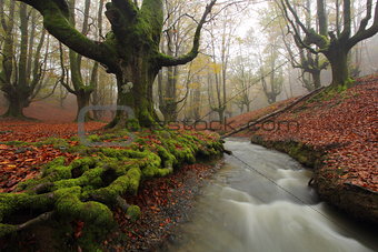 Autumn at Otzarreta forest