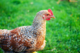  Home poultry chickens grazing and walking outdoors