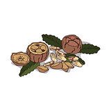Isolated clipart Brazil nut
