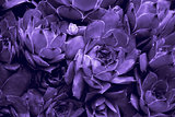 Ultraviolet abstract background - Closeup of Sempervivum calcare