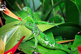 Green Iguanas in Costa Rica